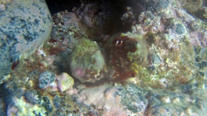 Murex Hexaplex trunculus reproduction
