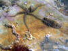 Stella Serpentina Spinosa – Ophiothrix fragilis-2019-11-05-16h16m28s454-1024×576