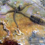 Common Brittle Star - Ophiothrix fragilis