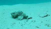 Bearded scorpionfish - Scorpaenopsis barbata