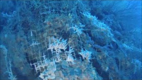 Abbandoned Fishing Net Colonized by Sponges