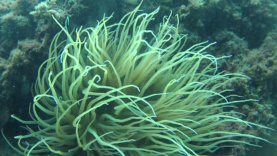 anemone-2016-11-01-20h10m58s79