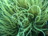 anemone-2016-11-01-20h12m37s43