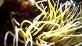 Anemone di mare – Anemonia viridis