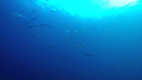 Barracuda in Calafuria’s coast