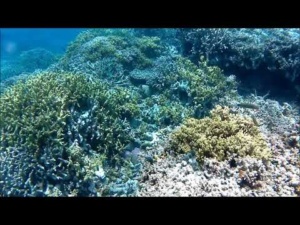 Barriera Corallina