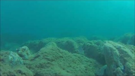 Black seabream – Spondyliosoma cantharus