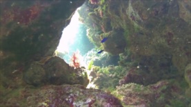 Blue Damselfish – Chromis chromis