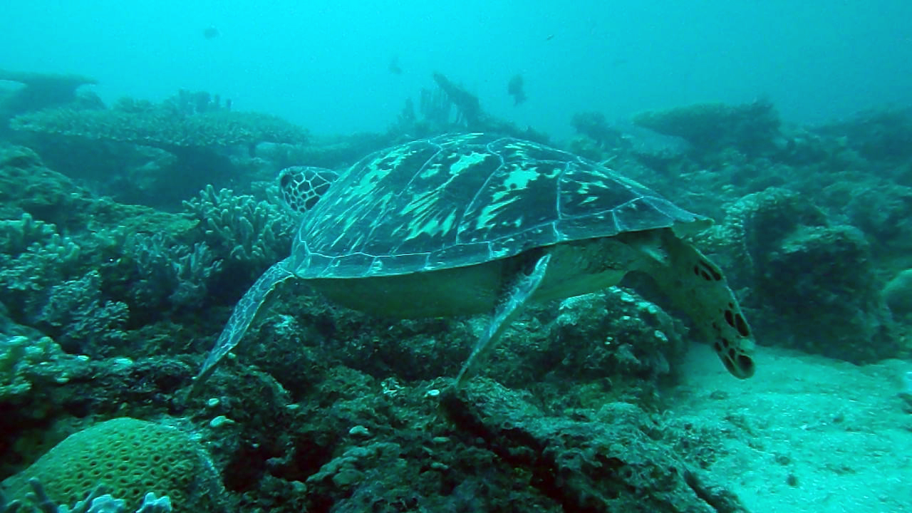 Tartaruga comune - Caretta caretta è la tartaruga marina più comune del mar Mediterraneo. intotheblue.it - Stefano