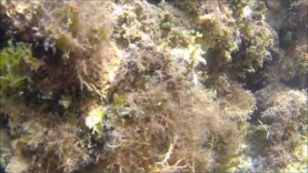Caulerpa Racemosa