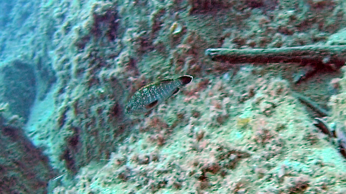La cernia bruna - Epinephelus, è un pesce appartenente alla famiglia dei Serranidae. - intotheblue.it
