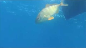 Curious fishs visit the Diver in decompression
