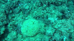 Cushion coral