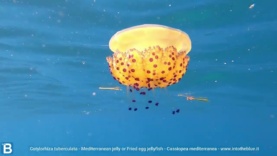 Mediterranean jellyfish or fried egg jellyfish – Cotylorhiza tuberculata