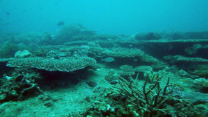 Nosy Be - Madagascar - Barriera Corallina III