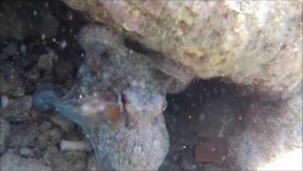 Octopus hunting for food