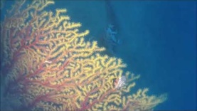 Pagurus on Gold Coral Savalia Savaglia