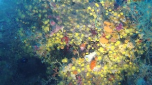 Margherita di Mare - Parazoanthus axinellae