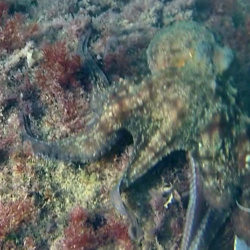 Octopus - Octopus vulgaris