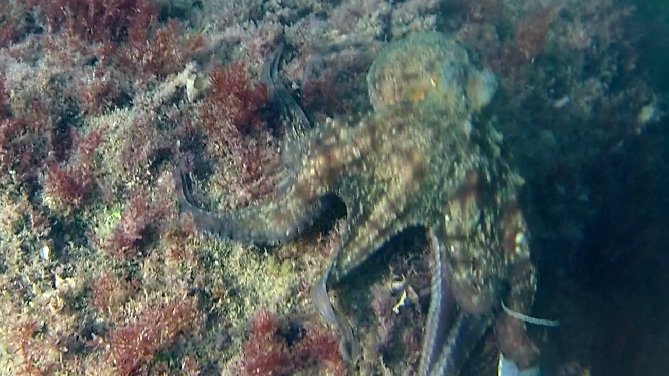 Polpo comune - Octopus vulgaris, mimetismo - mimetizzazione - intotheblue.it