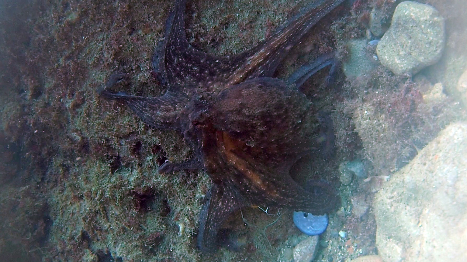 Polpo comune - Octopus vulgaris, mimetismo - mimetizzazione - intotheblue.it