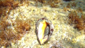 Red-mouthed rock shell – Muricidae – Stramonita haemastoma