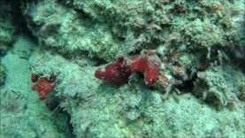 Red Sea Squirt