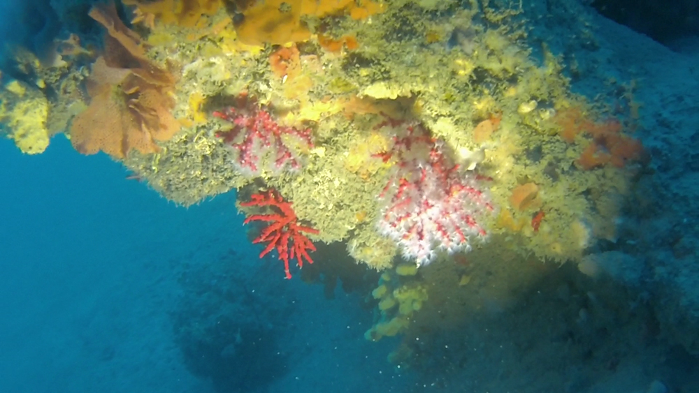 Corallo rosso Corallium rubrum Red coral intotheblue.it