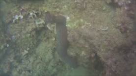 Reproduction of Sea Cucumber