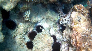 Echinoderms Sea Urchins