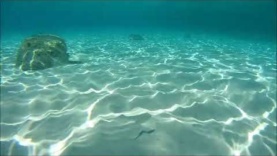 Sand Steenbras – Snorkeling in Sardinia