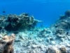 barriere corallina distrutta – reef destroyed
