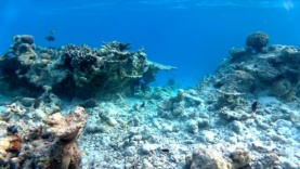 barriere corallina distrutta – reef destroyed