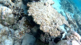 coralli acropora morti –  table corals dead