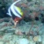 Schooling bannerfish
