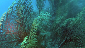 Submerged reef - Savalia Savaglia
