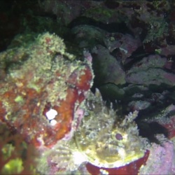 Black scorpionfish - Scorpaena porcus