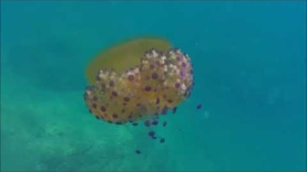 Symbiosis between fish and jellyfish