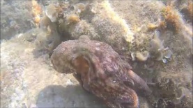 The Fleeing Octopus