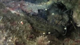The Grouper of Mediterranean Sea