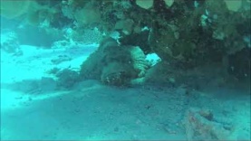 The Reef Stonefish