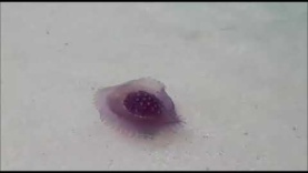 Tropical Jellyfish