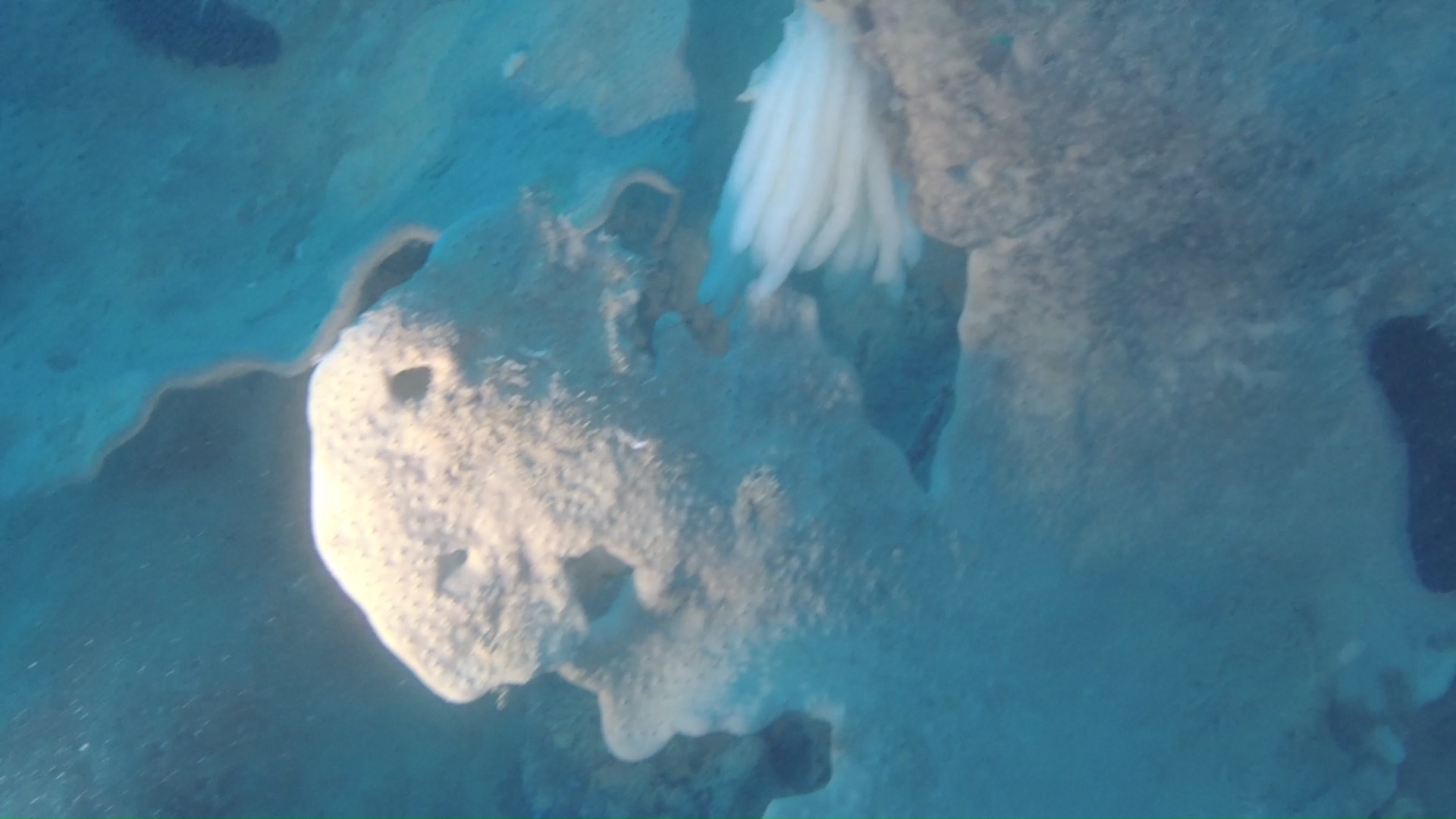 uova di Calamaro su Spongia agaricina (spugna ad orecchio d’elefante)