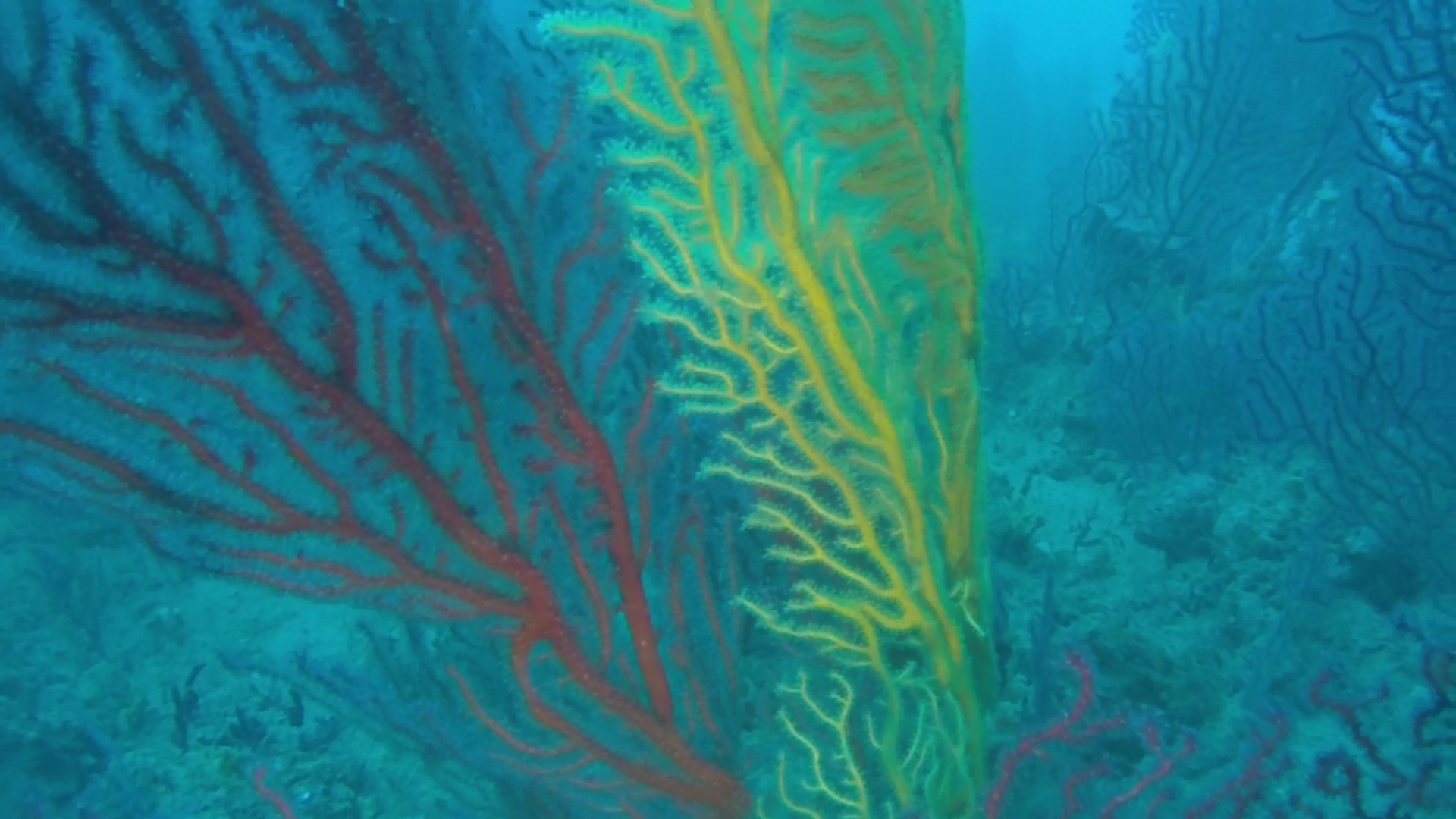 Il falso corallo nero - Savalia savaglia - false black coral - Gorgonia rossa - Paramuricea clavata - intotheblue.it