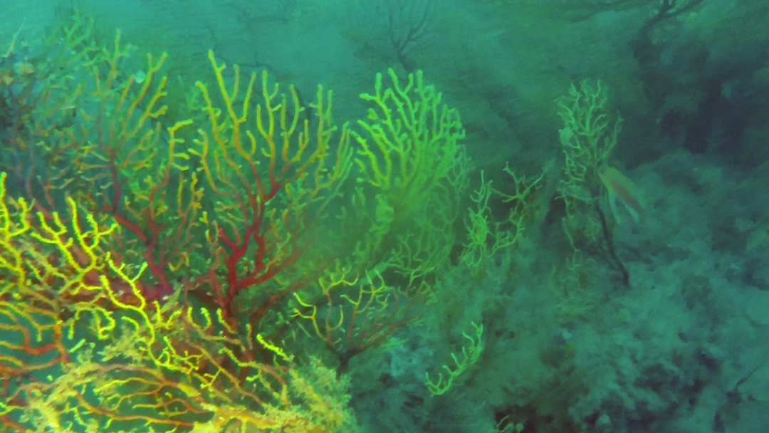 Il falso corallo nero - Savalia savaglia - false black coral - intotheblue.it