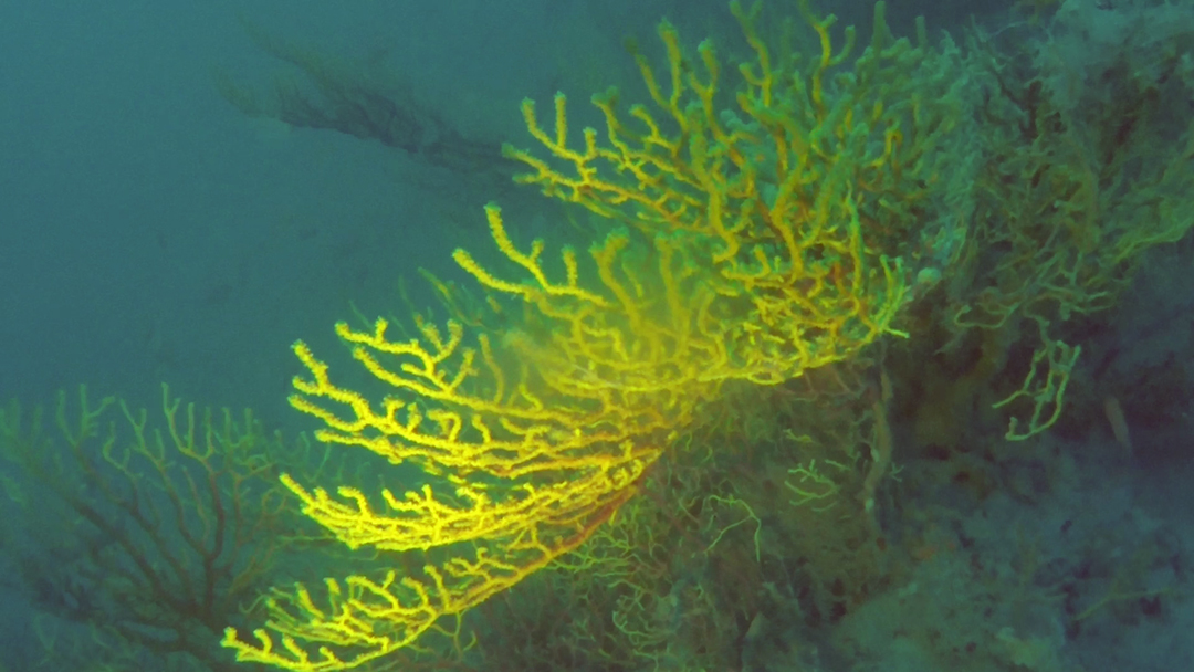 Il falso corallo nero - Savalia savaglia - false black coral - intotheblue.it