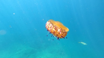 Mediterranean jellyfish or fried egg jellyfish – Cotylorhiza tuberculata