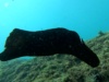 Sea hare Aplysia depilans Lepre di mare Ballerina spagnola-2022-09-04-13h56m59s961