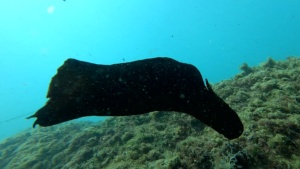 Flying into the blue - Sea hare