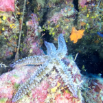 Spiny Starfish - Marthasterias glacialis